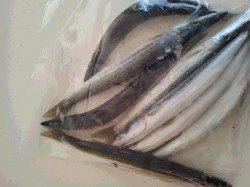 芳養新堤防　メタルジグでカマス　何度か切られました(-_-;)