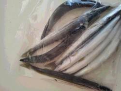 芳養新堤防　メタルジグでカマス　何度か切ら…