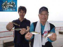 平磯海づり公園　サビキでアジの釣果