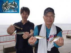 平磯海づり公園　サビキでアジの釣果