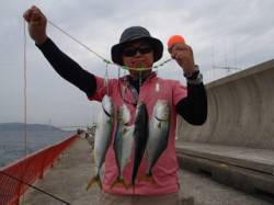 バイブレーションでツバス4匹　平磯海づり公…