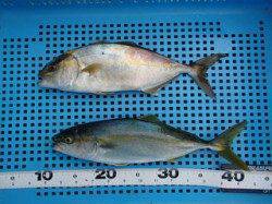 平磯海づり公園　アジをエサにツバスとシオをキャッチ