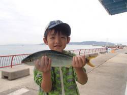 平磯海づり公園　シラサのウキ釣りでツバス