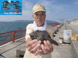 平磯海づり公園　胴突仕掛でカワハギ・ベラの釣果