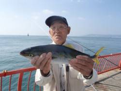 平磯海づり公園　イサギをエサにハマチ45c…
