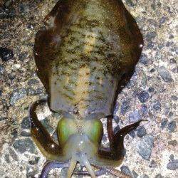 垂水にて1時間でコロッケ〜トンカツサイズのイカを計5ハイ