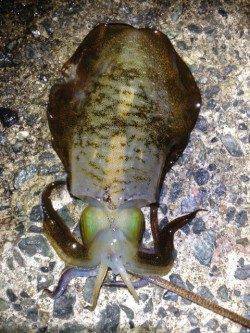 垂水にて1時間でコロッケ〜トンカツサイズのイカを計5ハイ