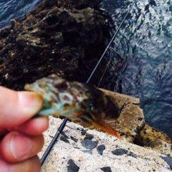 日本海エギングでアオリイカ新子　間人で1枚、帰り道に舞鶴でねばり1枚