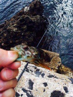 日本海エギングでアオリイカ新子　間人で1枚、帰り道に舞鶴でねばり1枚