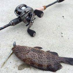 勝浦漁港　ベイトタックルでオオモンハタの小気味良い引を味わえました