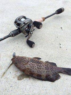 勝浦漁港　ベイトタックルでオオモンハタの小気味良い引を味わえました