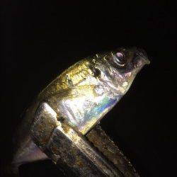 舞洲アジング　ピンク系のワームがアタリ多かったです◎