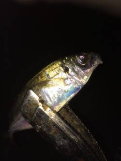 舞洲アジング　ピンク系のワームがアタリ多か…