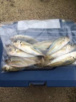 スプリットリグでアジをゲット　淡路島・古茂…