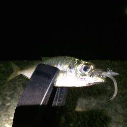 勝浦港でアジング　楽しめました♪