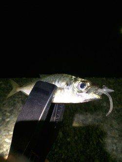 勝浦港でアジング　楽しめました♪