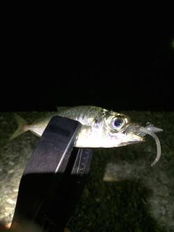 勝浦港でアジング　楽しめました♪