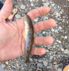 ちょい釣りに南部川の河口へ　JH＋イシゴカイでキビレ・メッキ・ハゼ