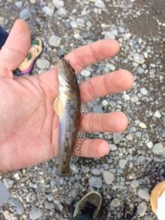 ちょい釣りに南部川の河口へ　JH＋イシゴカイでキビレ・メッキ・ハゼ