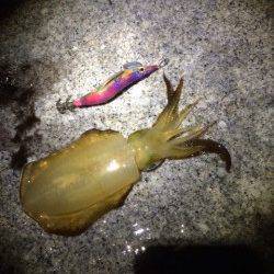 舞子エギングでのアオリイカ堪能　2時間程で2人で17杯