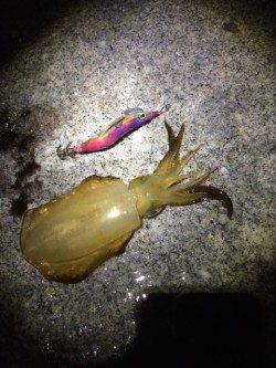 舞子エギングでのアオリイカ堪能　2時間程で2人で17杯