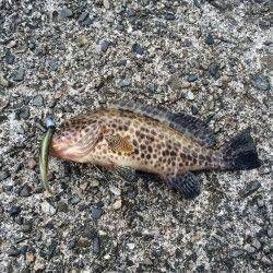 太地でライトゲーム　オオモンハタの釣果