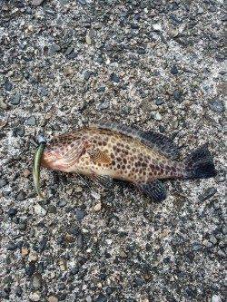 太地でライトゲーム　オオモンハタの釣果