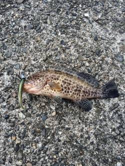 太地でライトゲーム　オオモンハタの釣果