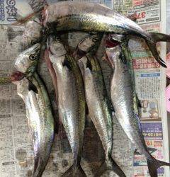 朝一便で神戸沖堤へ　朝一はタチウオ、空けてからはサゴシ祭り！