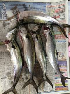 朝一便で神戸沖堤へ　朝一はタチウオ、空けて…