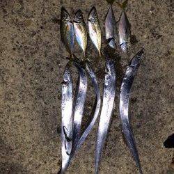 戸坂・塩津漁港アジング　タチウオのアタックでライン切れまくり！