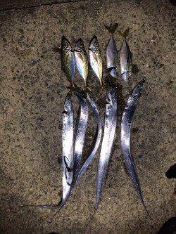 戸坂・塩津漁港アジング　タチウオのアタックでライン切れまくり！