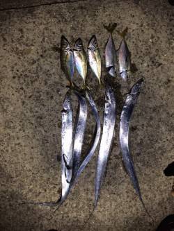 戸坂・塩津漁港アジング　タチウオのアタック…