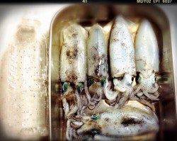 大蔵海岸アオリイカ新子調査♫　コロッケサイズの活性高く短時間で数釣り