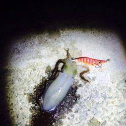 谷川漁港　アジングでカマス・アジ　エギングでアオリイカ