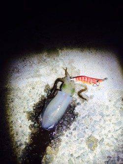 谷川漁港　アジングでカマス・アジ　エギングでアオリイカ