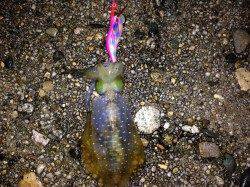 香住西港　朝4時〜昼頃までエギングでアオリイカ