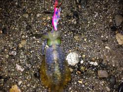 香住西港　朝4時〜昼頃までエギングでアオリ…