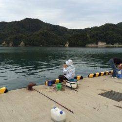 家族連れで賑わう柴山港にてサヨリ54匹の釣果