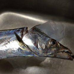 南港周辺でタチウオ　エサ釣りよりワインドに分がありました