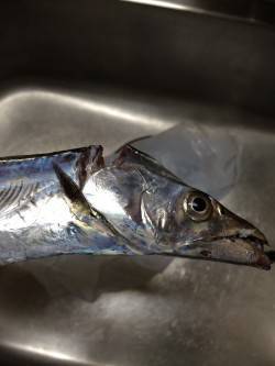 南港周辺でタチウオ　エサ釣りよりワインドに…