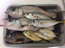 湯浅アジング&メバリング メバル・アジ・メッキ・セイゴ・ガシラで五目達成