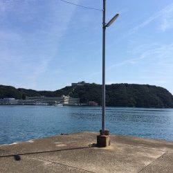 勝浦港にてオオモンハタ　ライトタックルで楽しめました