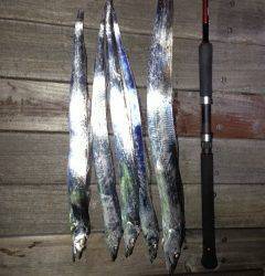 りんくう周辺タチウオワインド　薄暗くなってからアタリ多発！