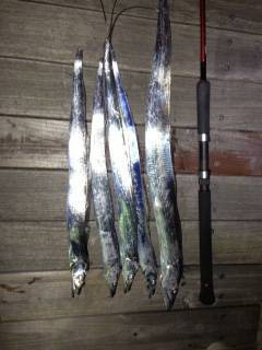 りんくう周辺タチウオワインド　薄暗くなって…