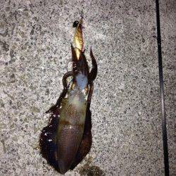 新浜漁港エギングでアオリイカ　潮の流れが変わるタイミングでアタリ