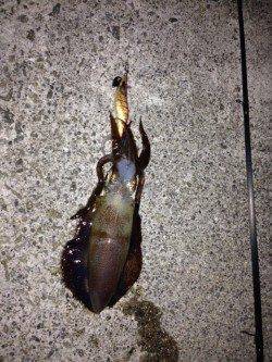 新浜漁港エギングでアオリイカ　潮の流れが変わるタイミングでアタリ