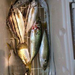 マリーナシティにてウキ釣りでタチウオ&投げサビキでアジなど