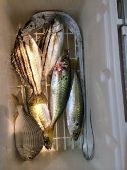 マリーナシティにてウキ釣りでタチウオ&am…