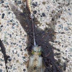 妻鹿エギングでアオリイカ　コロッケサイズが2投目でヒット！